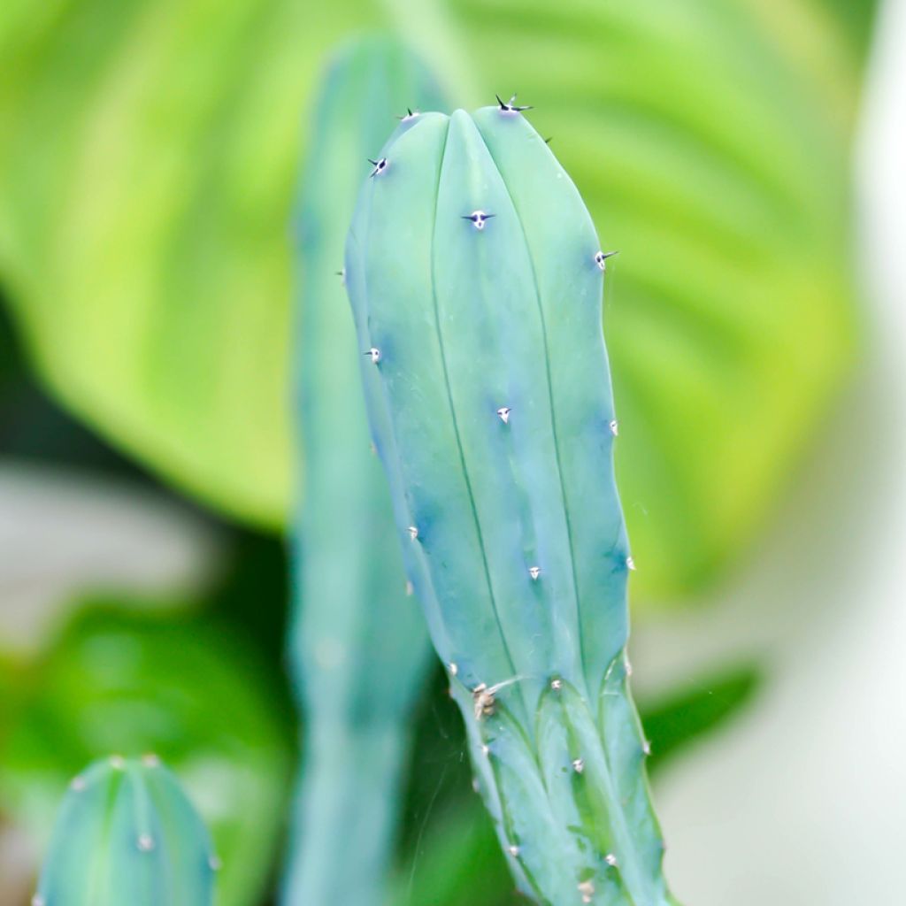 Sinihärmekaktus - Myrtillocactus geometrizans