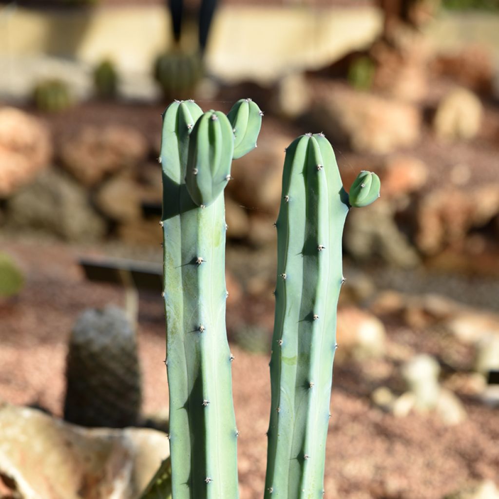 Sinihärmekaktus - Myrtillocactus geometrizans