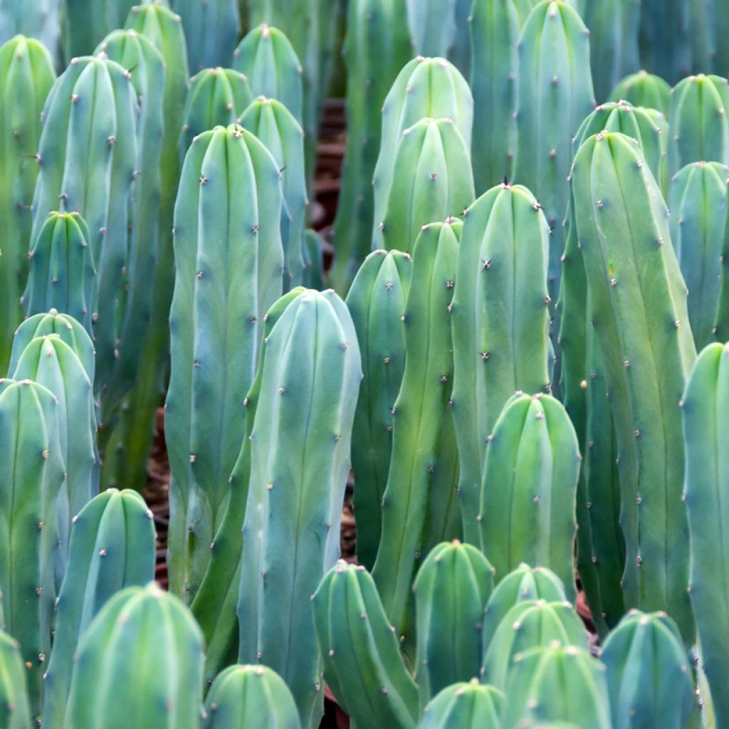 Sinihärmekaktus - Myrtillocactus geometrizans