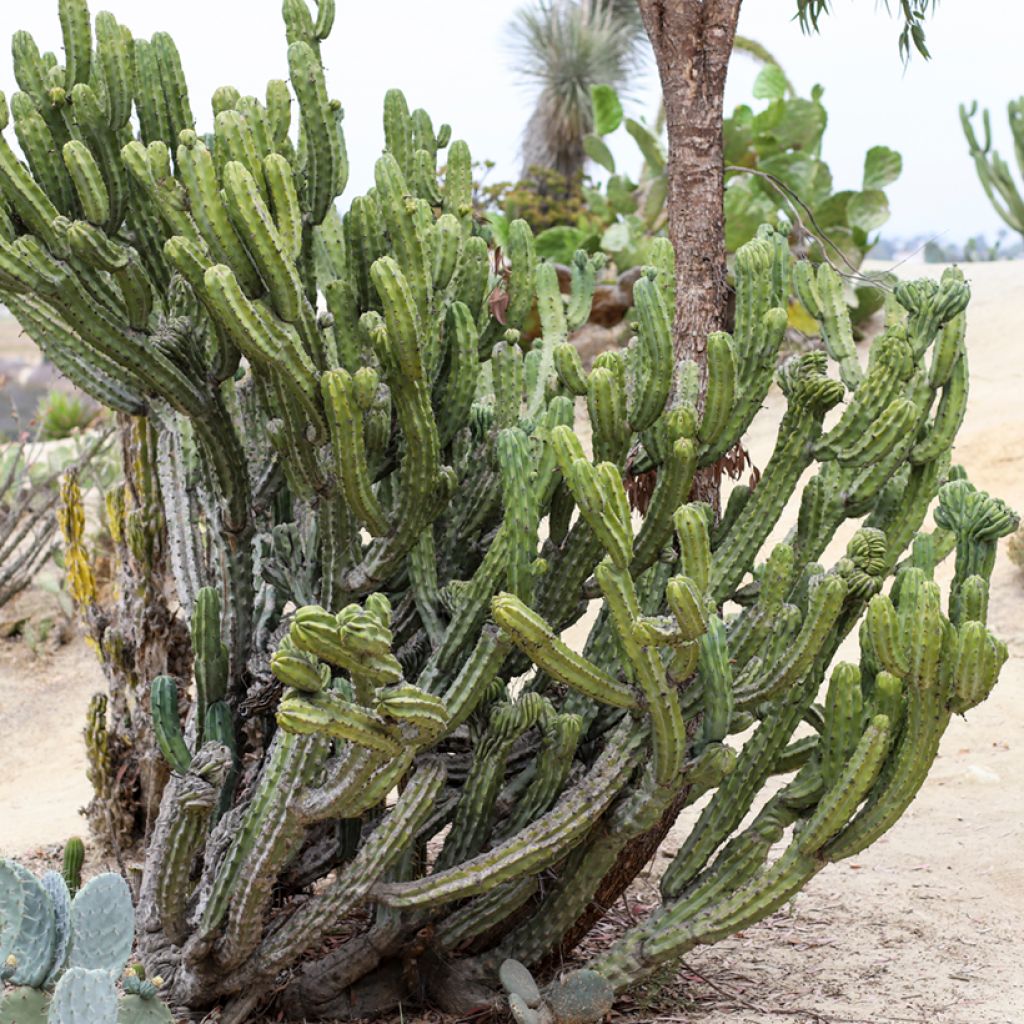 Sinihärmekaktus - Myrtillocactus geometrizans