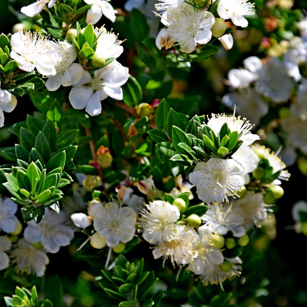 Myrtti - Myrtus communis subsp. tarentina