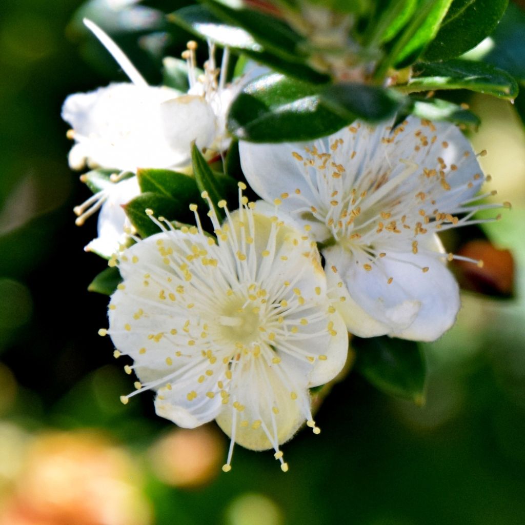 Myrtti - Myrtus communis subsp. tarentina