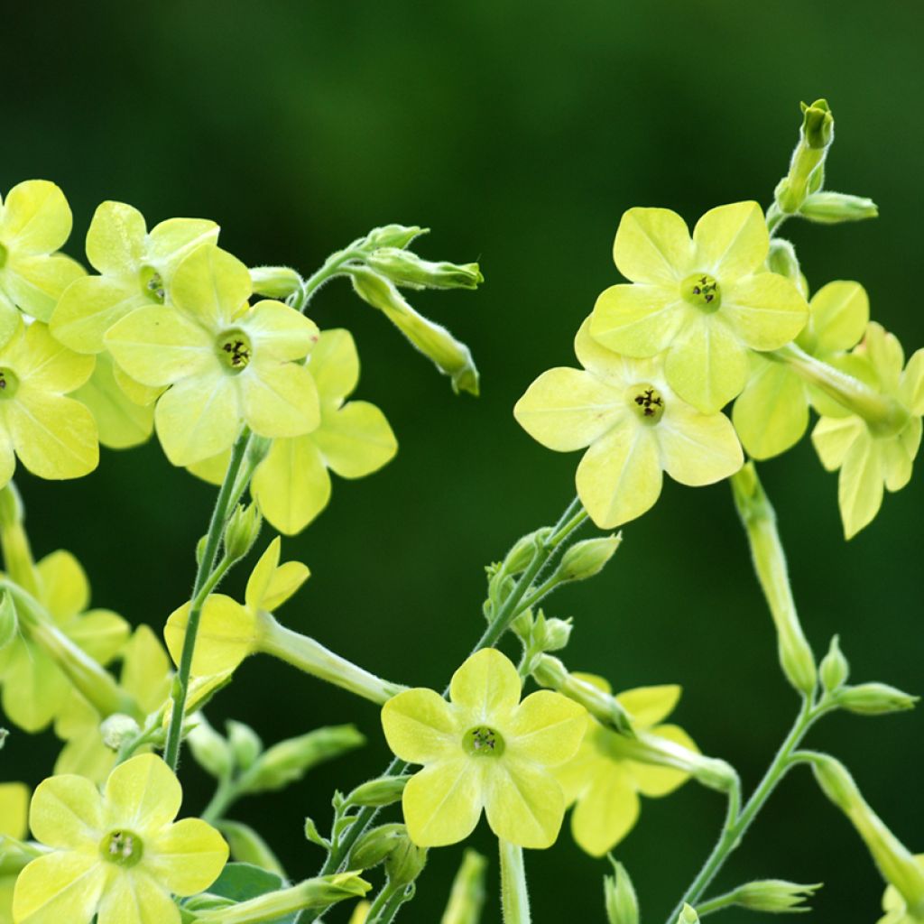 Valkotupakka Lime Green (siemenet)