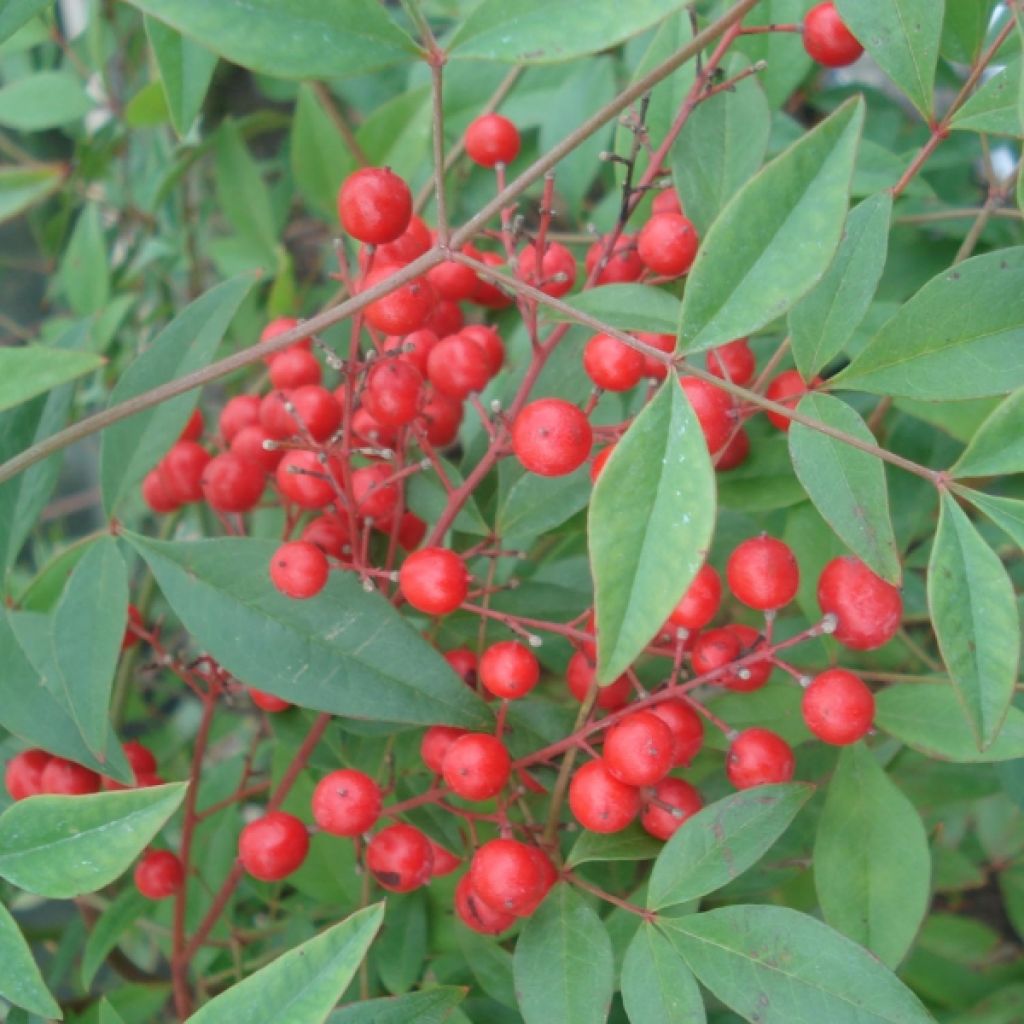 Pyhä bambu - Nandina domestica