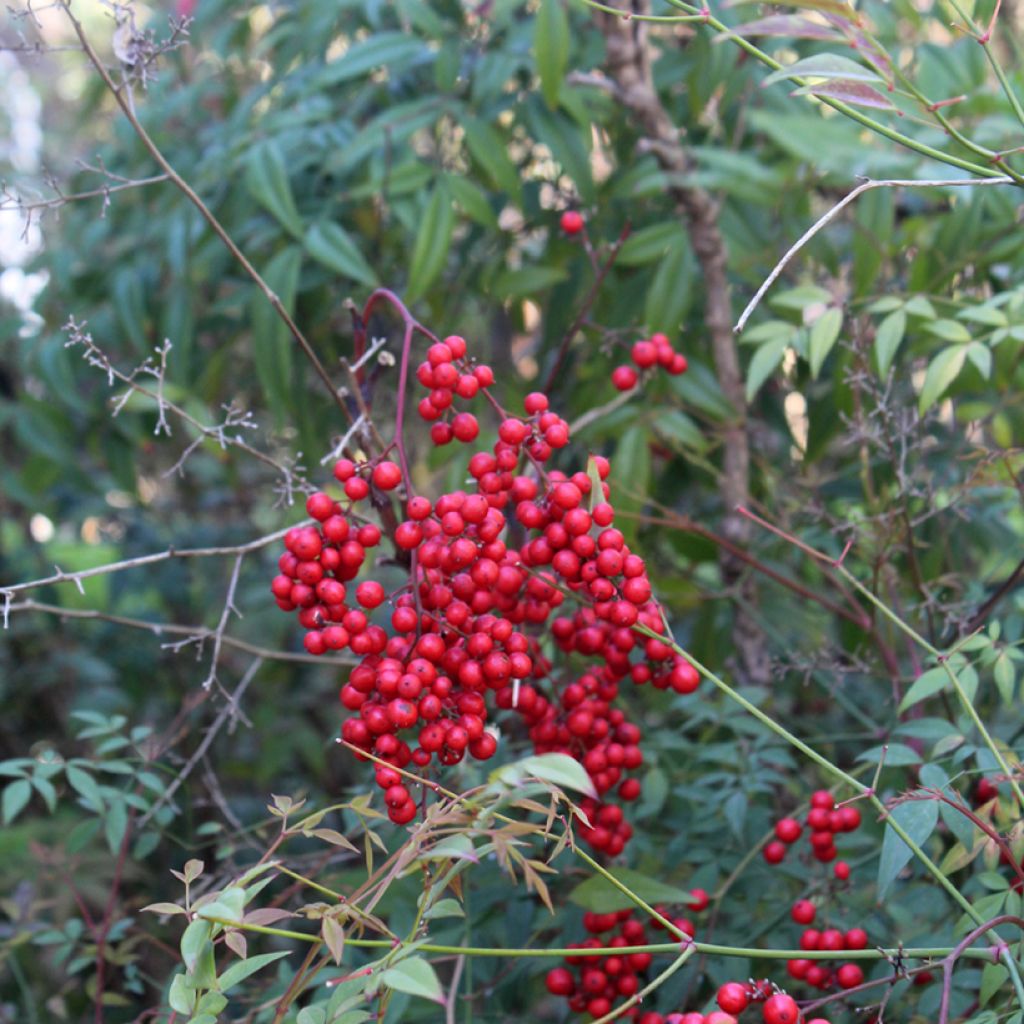Pyhä bambu - Nandina domestica