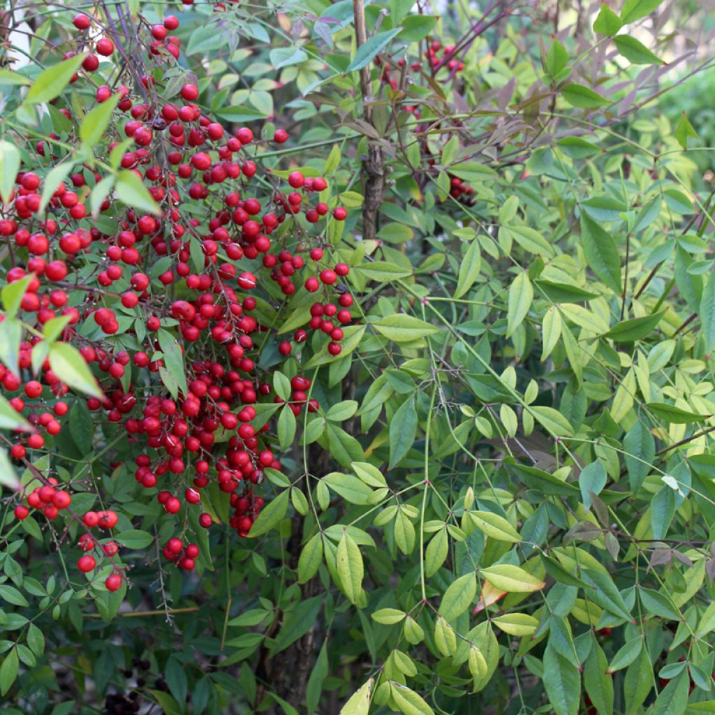 Pyhä bambu - Nandina domestica