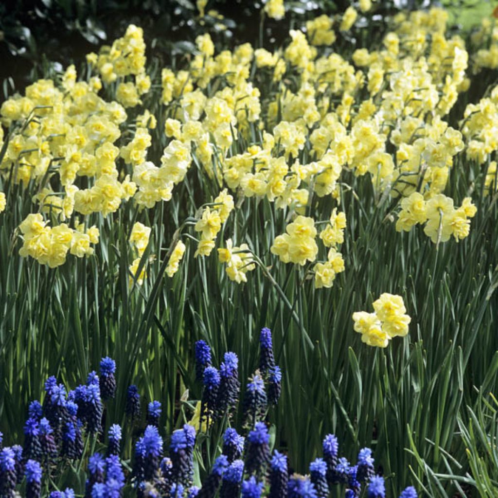 Torvinarsissi Yellow Cheerfulness