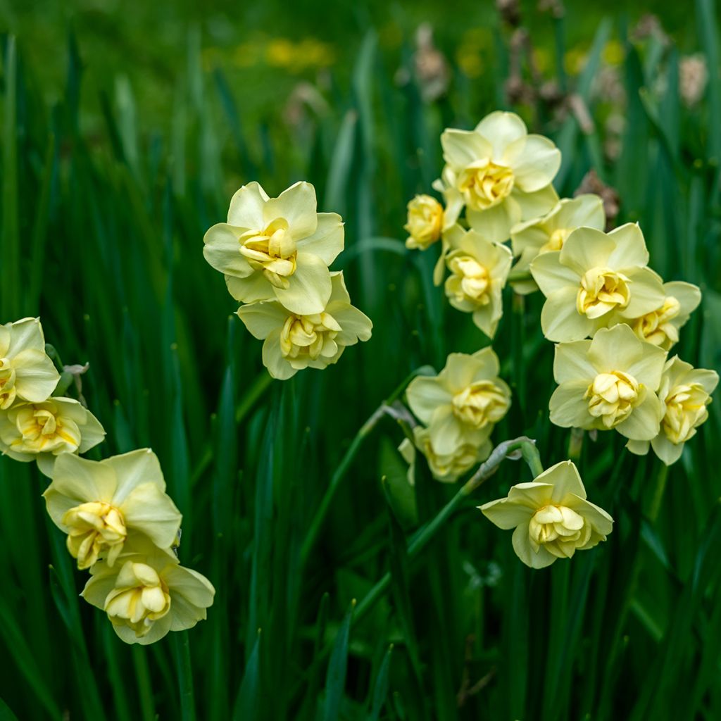 Torvinarsissi Yellow Cheerfulness