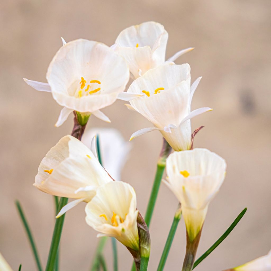 Virvanarsissi Arctic Bells
