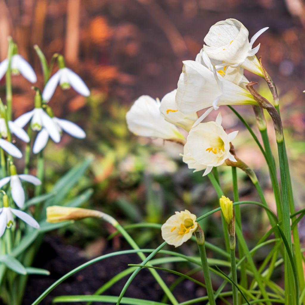 Virvanarsissi Arctic Bells