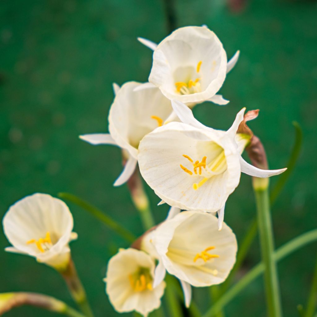 Virvanarsissi Arctic Bells