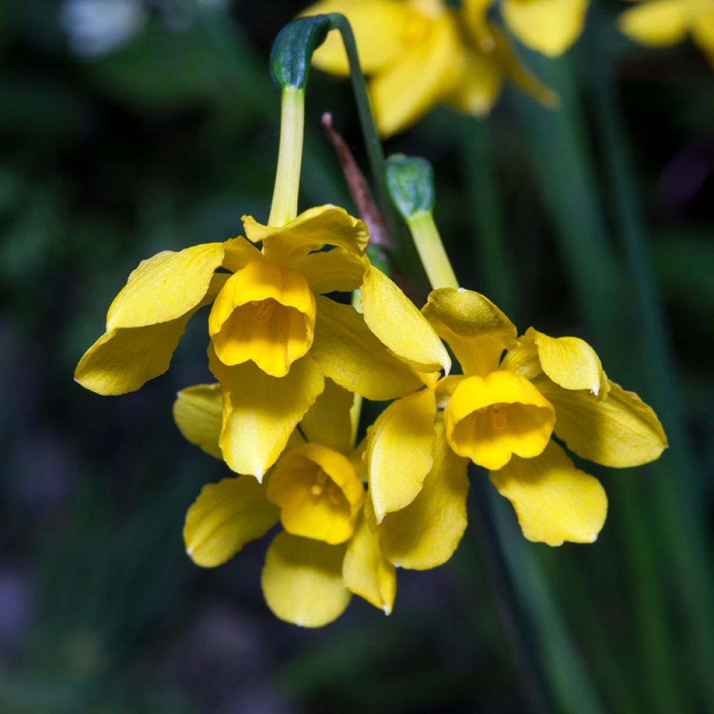 Narsissi - Narcissus fernandesii var. cordubensis