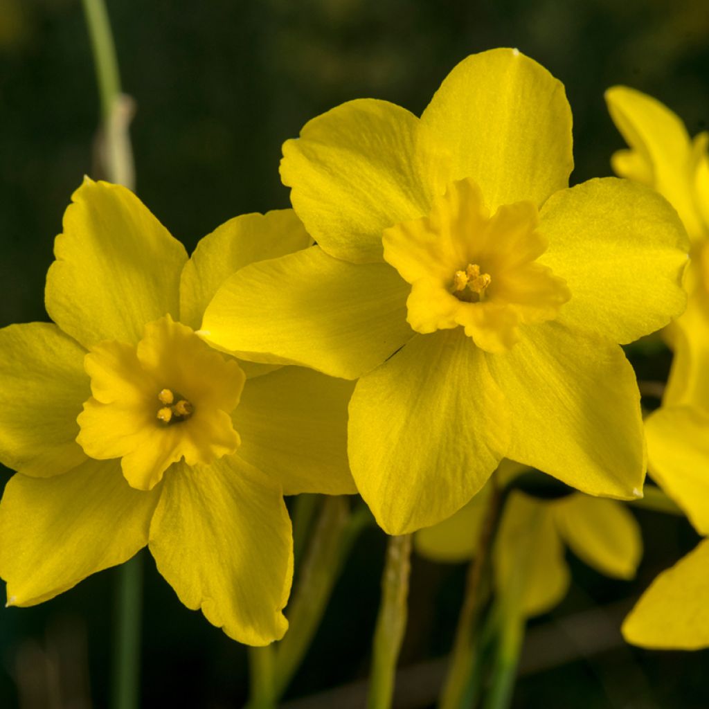 Narsissi - Narcissus fernandesii var. cordubensis