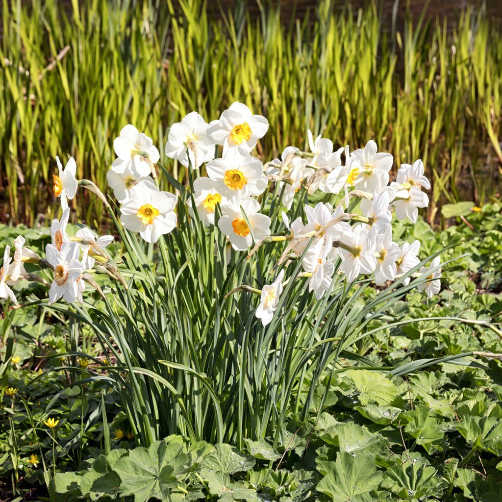 Runoilijanarsissi Actaea