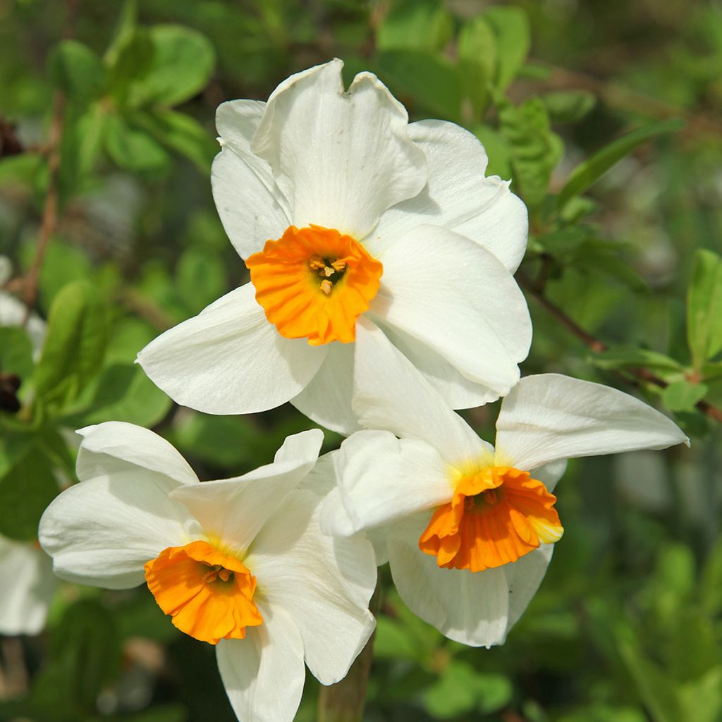 Sarjatasetti Geranium