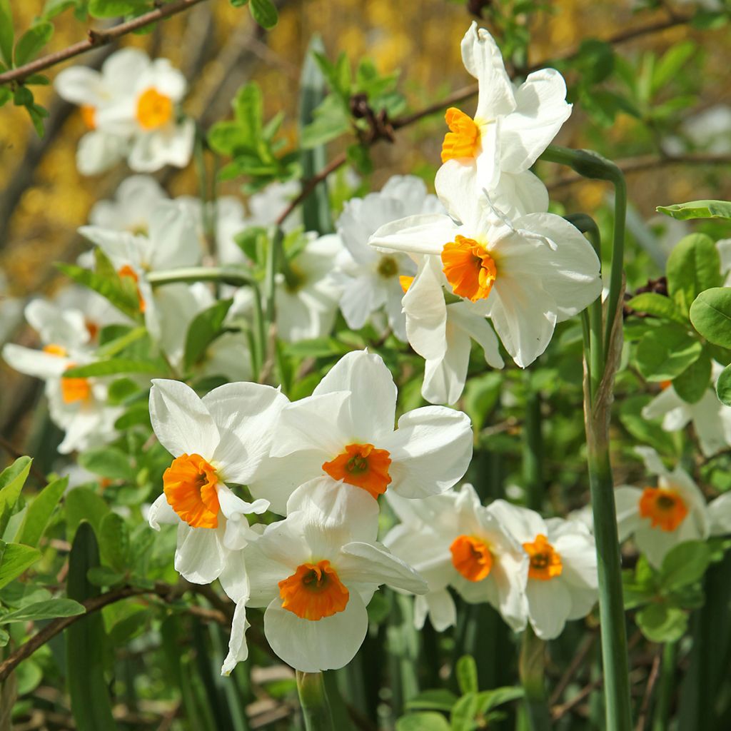 Sarjatasetti Geranium