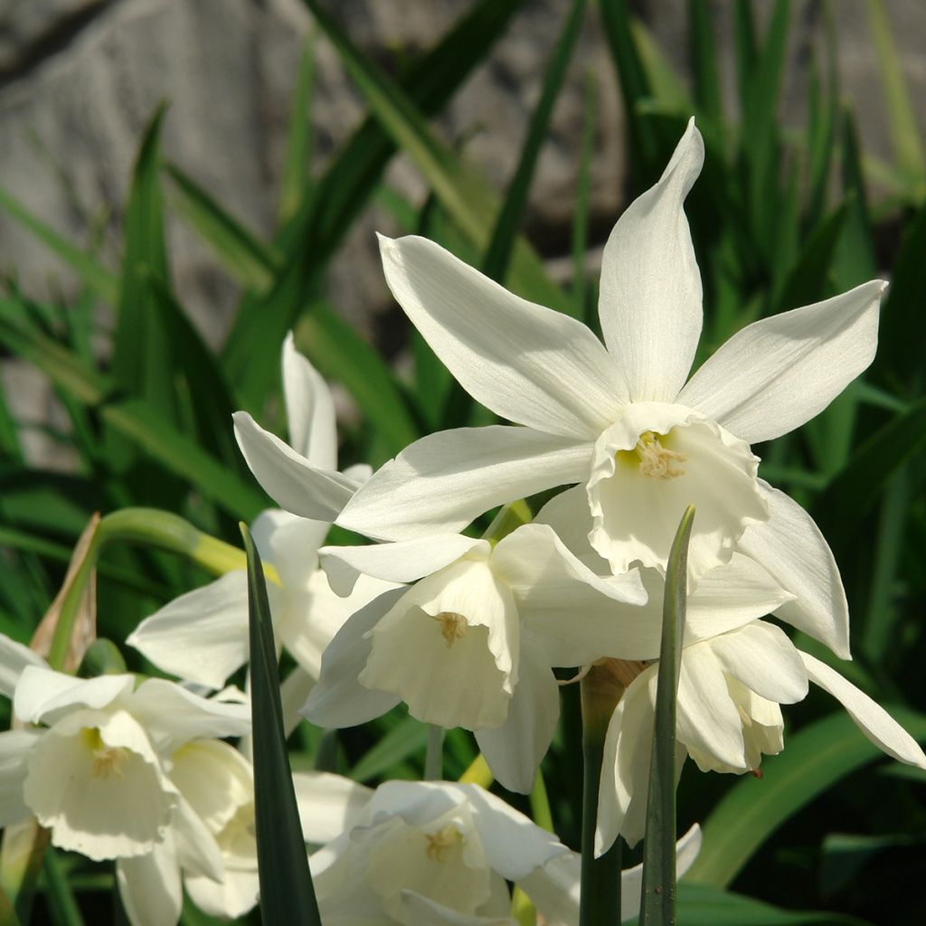 Orkideanarsissi Thalia