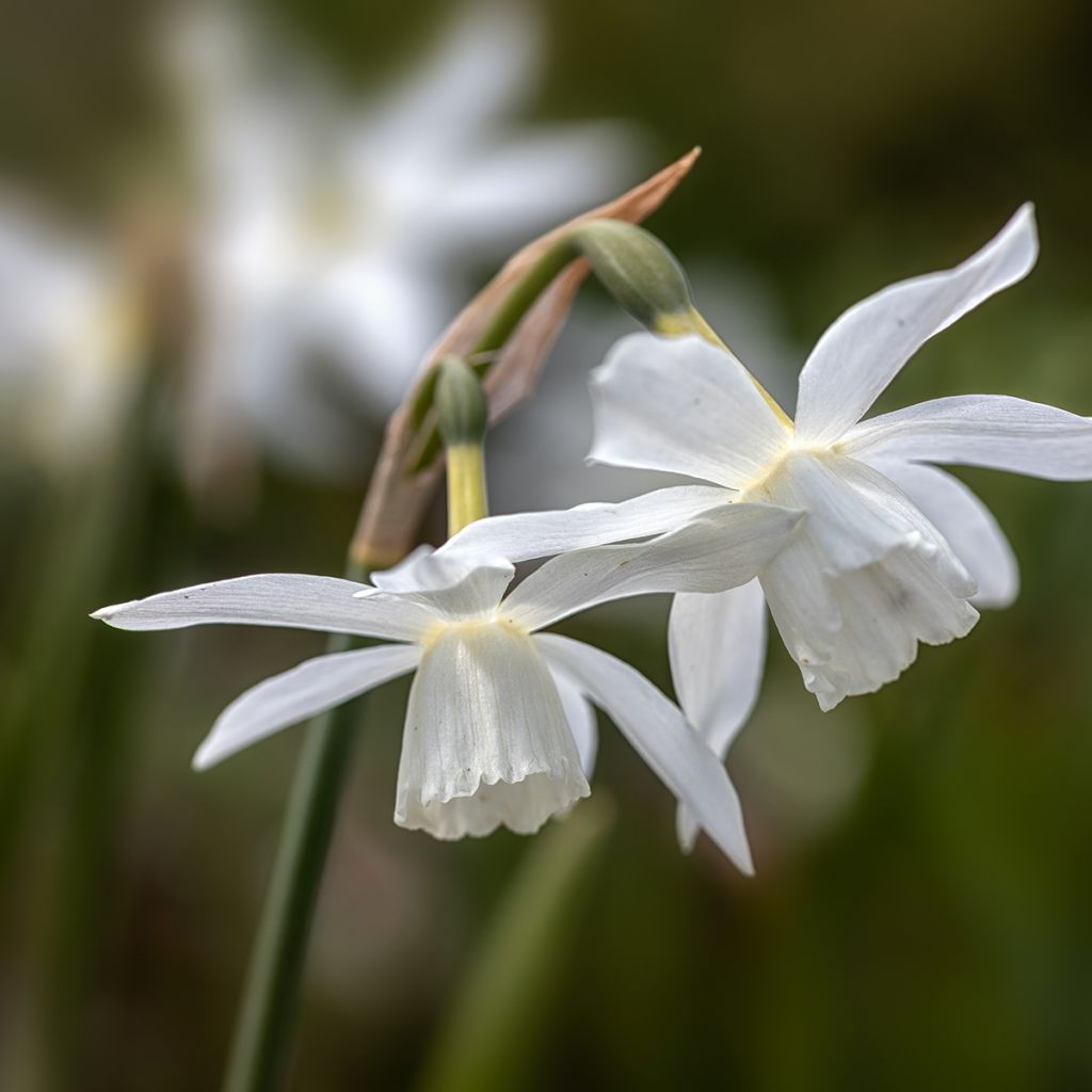 Orkideanarsissi Thalia