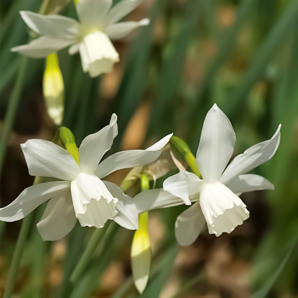 Orkideanarsissi Thalia