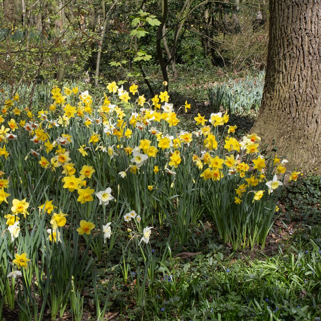 Torvinarsissi - Narcissus