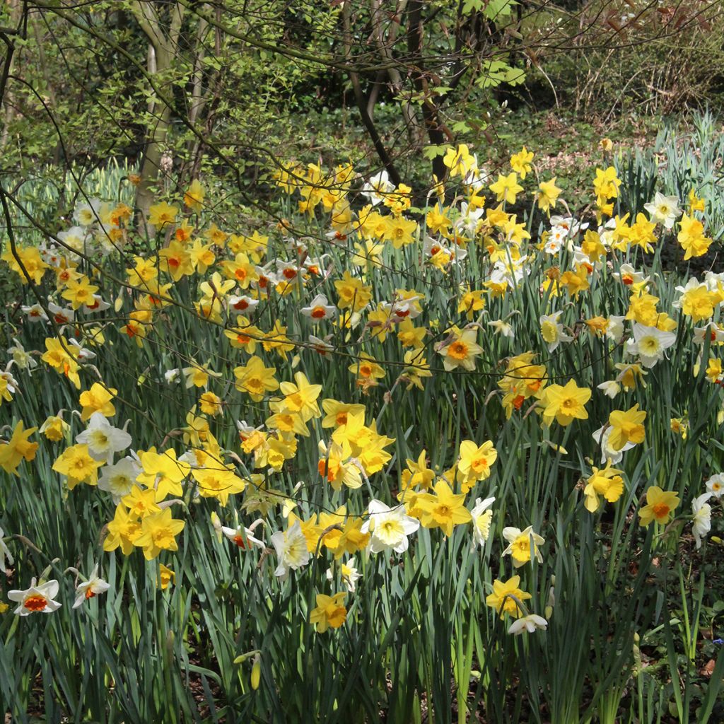 Torvinarsissi - Narcissus