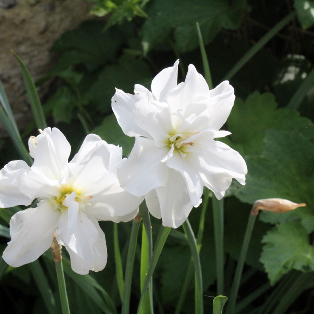 Runoilijanarsissi Albus Plenus Odoratus