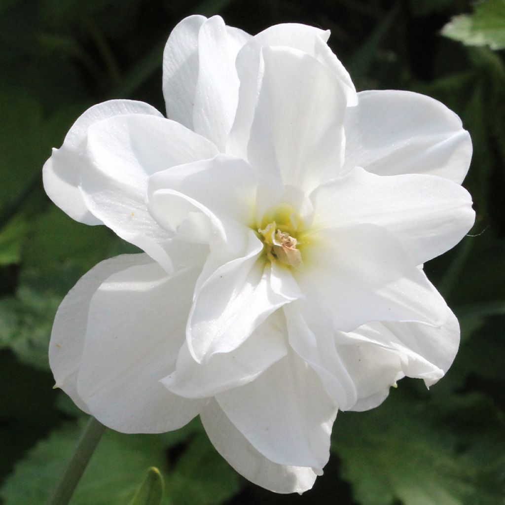 Runoilijanarsissi Albus Plenus Odoratus