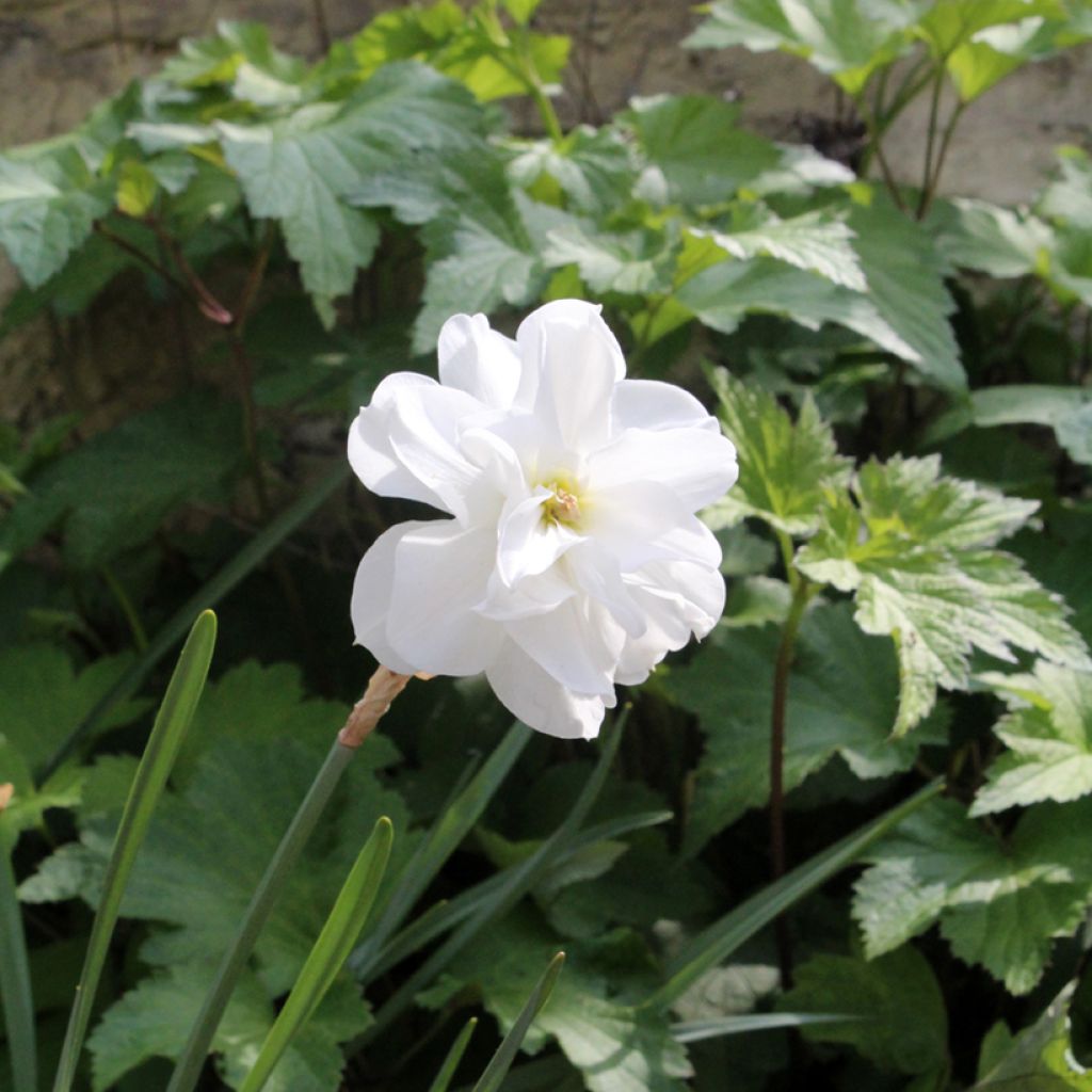 Runoilijanarsissi Albus Plenus Odoratus