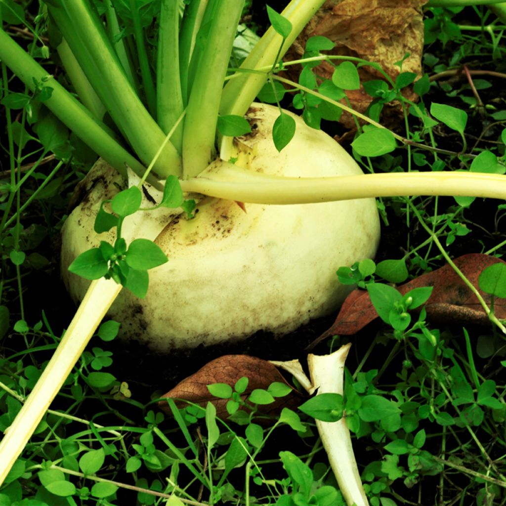 Nauris Goldana luomu - Brassica rapa