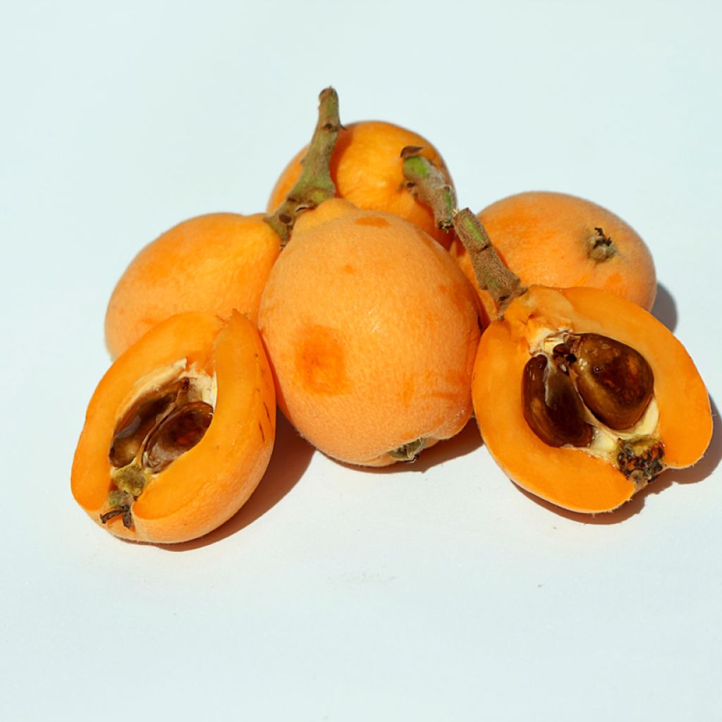 Japaninmispeli Argelino
