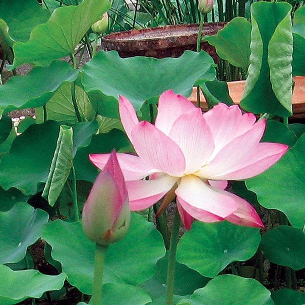 Intianlootus Chawan Basu