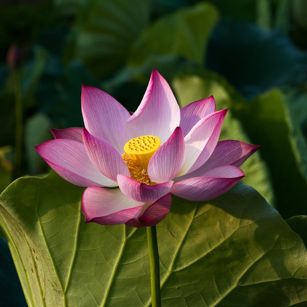 Intianlootus Chawan Basu