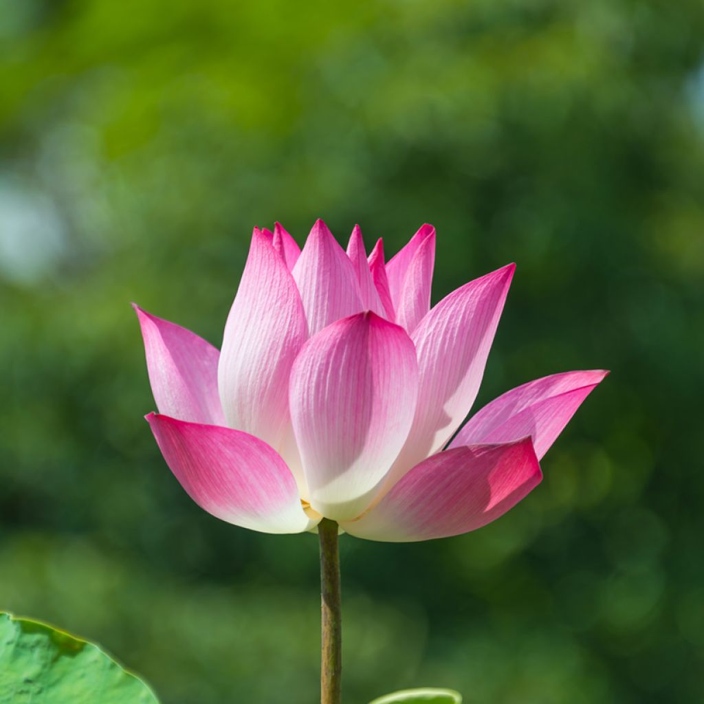 Intianlootus Chawan Basu