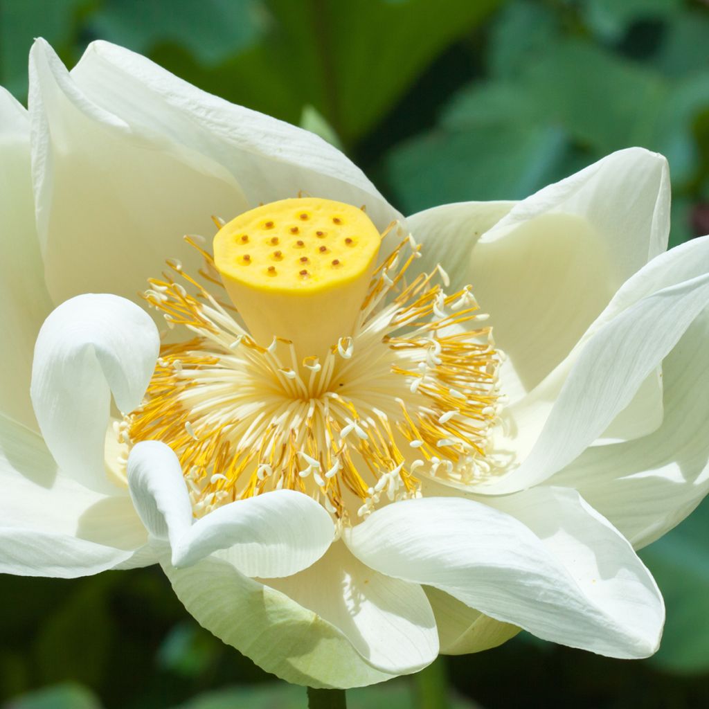 Intianlootus Stellar White