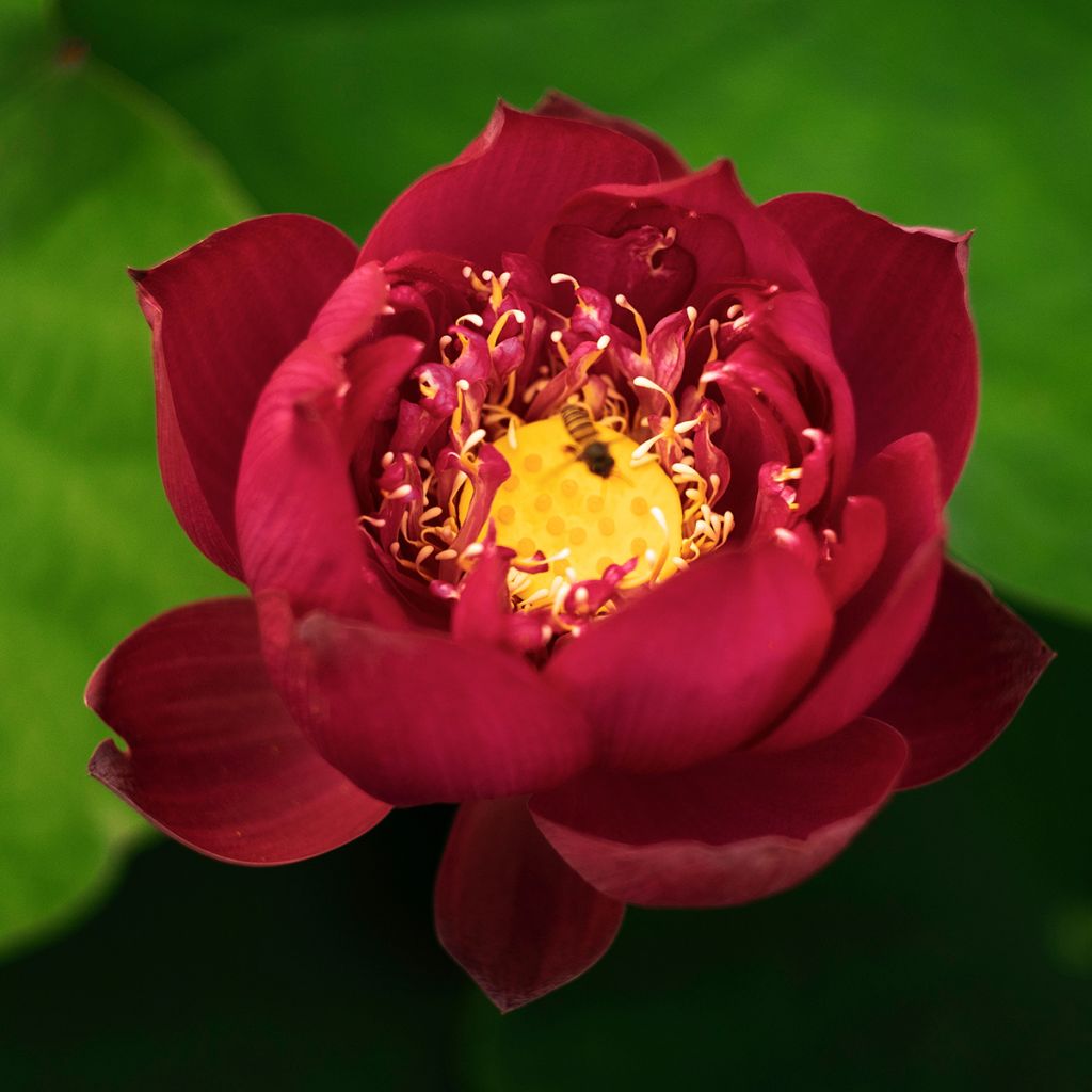 Intianlootus punainen - Nelumbo nucifera