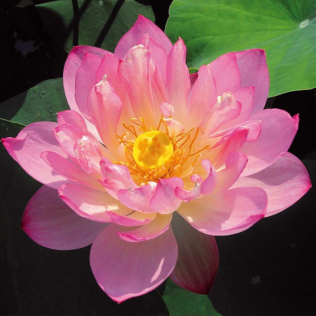 Intianlootus Pygmaea Pink