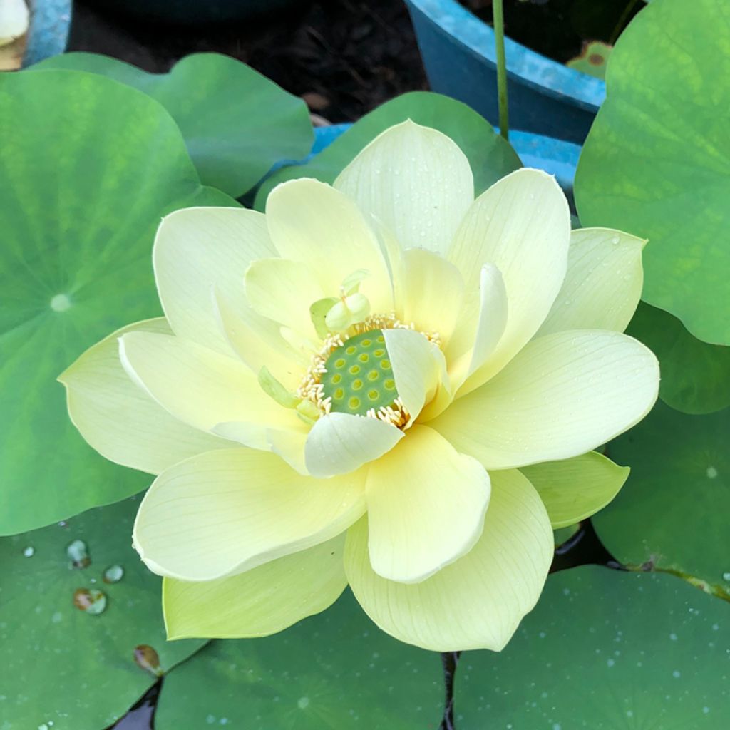 Intianlootus Pygmaea Yellow