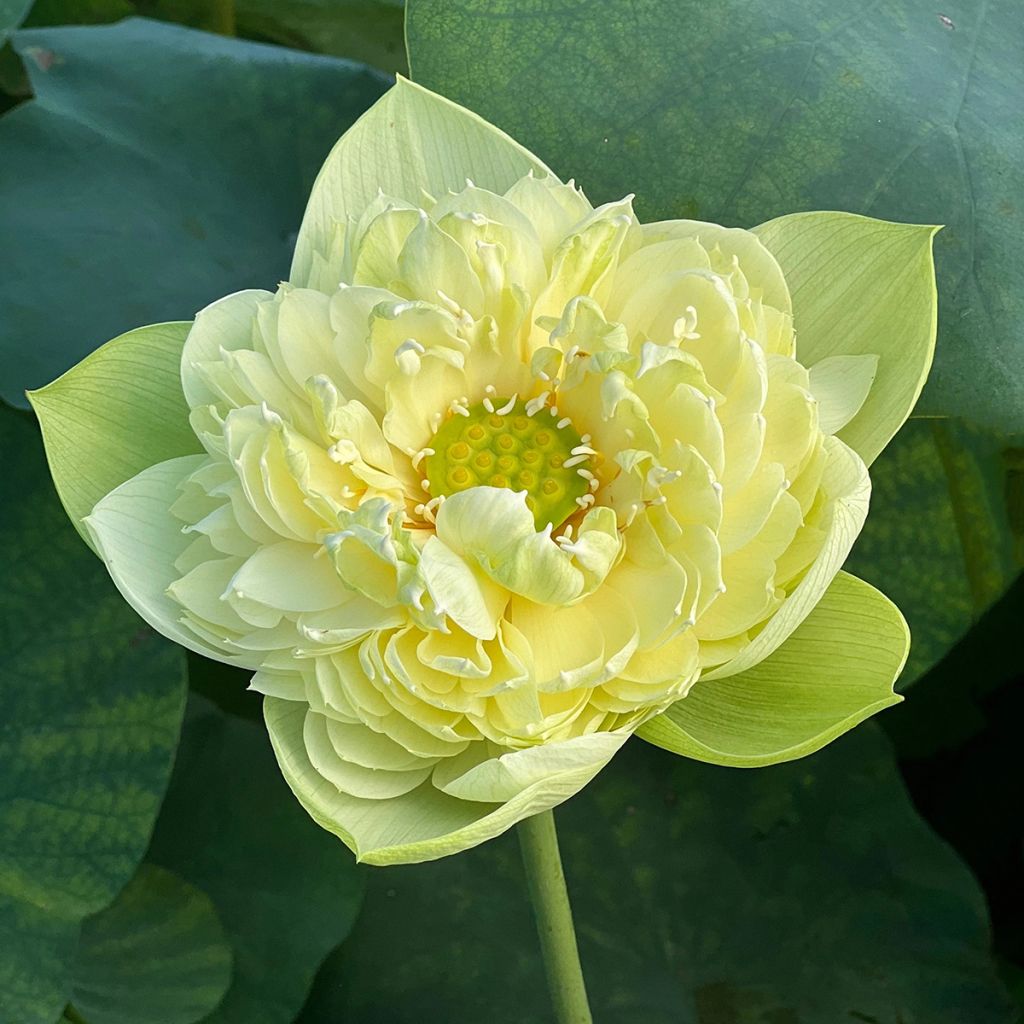 Lootus Golden Apple