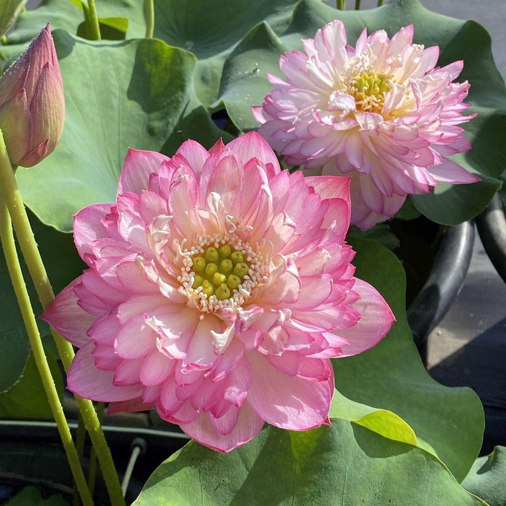 Intianlootus Pink Lady