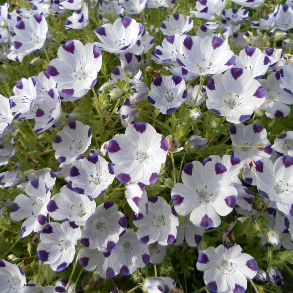Nemophila maculata Spotty (siemenet)