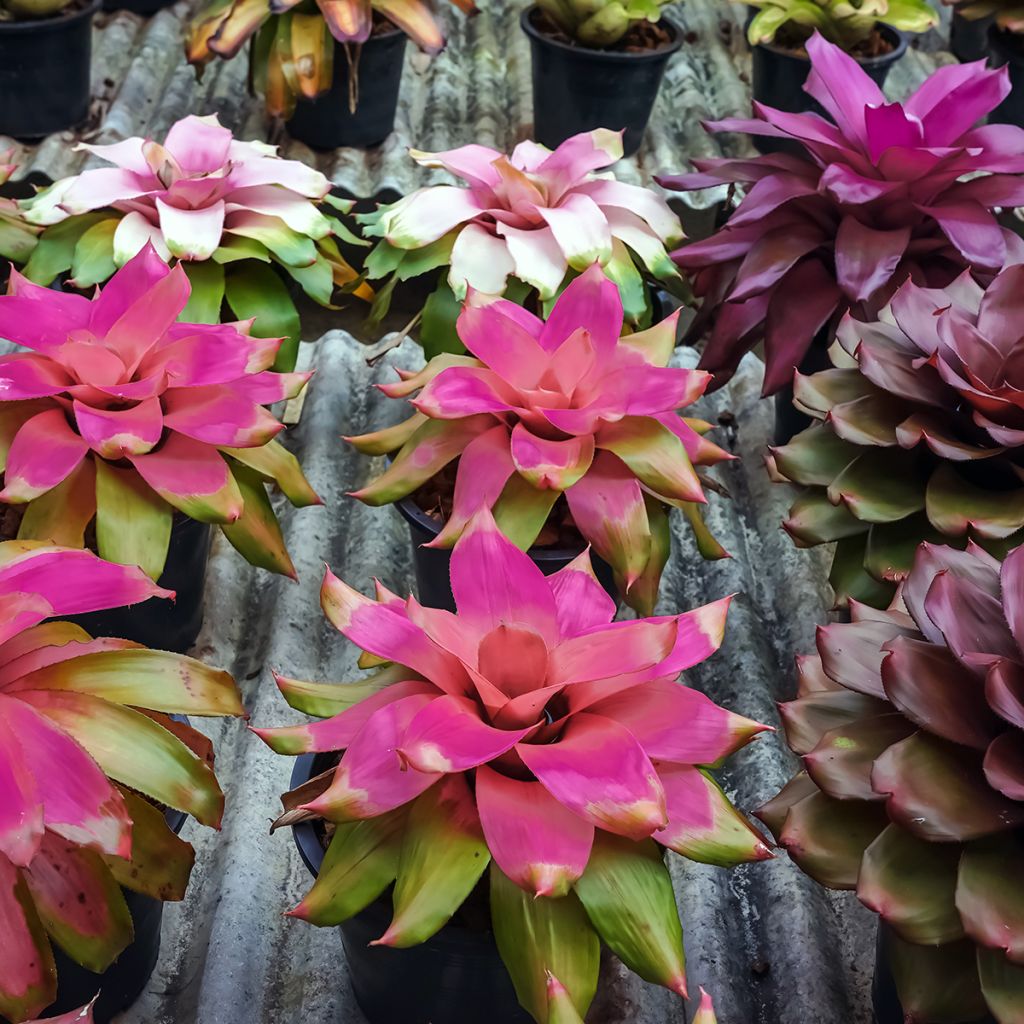 Neoregelia Medusa