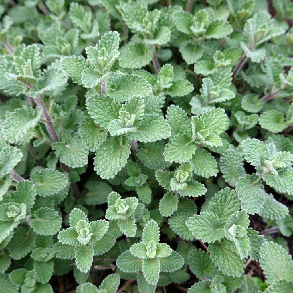 Mirrinminttu - Nepeta x faassenii