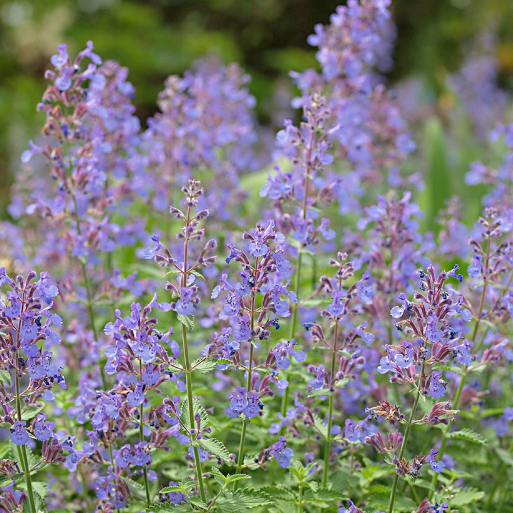 Mirrinminttu - Nepeta x faassenii