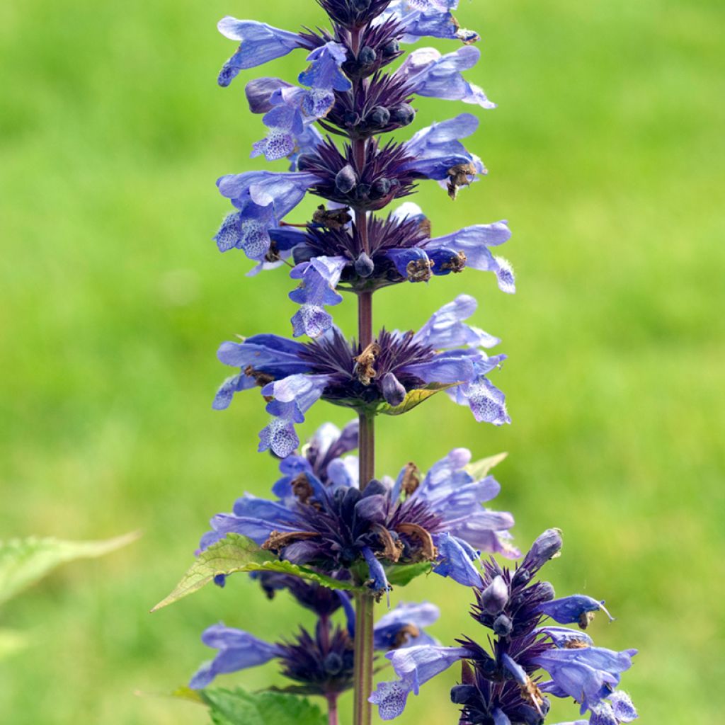 Kissanminttu - Nepeta kubanica