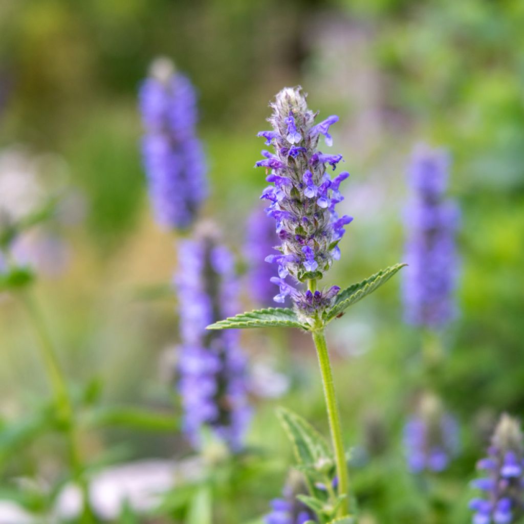 Tähkäkissanminttu - Nepeta nervosa