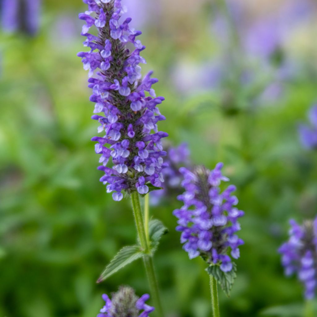 Tähkäkissanminttu - Nepeta nervosa