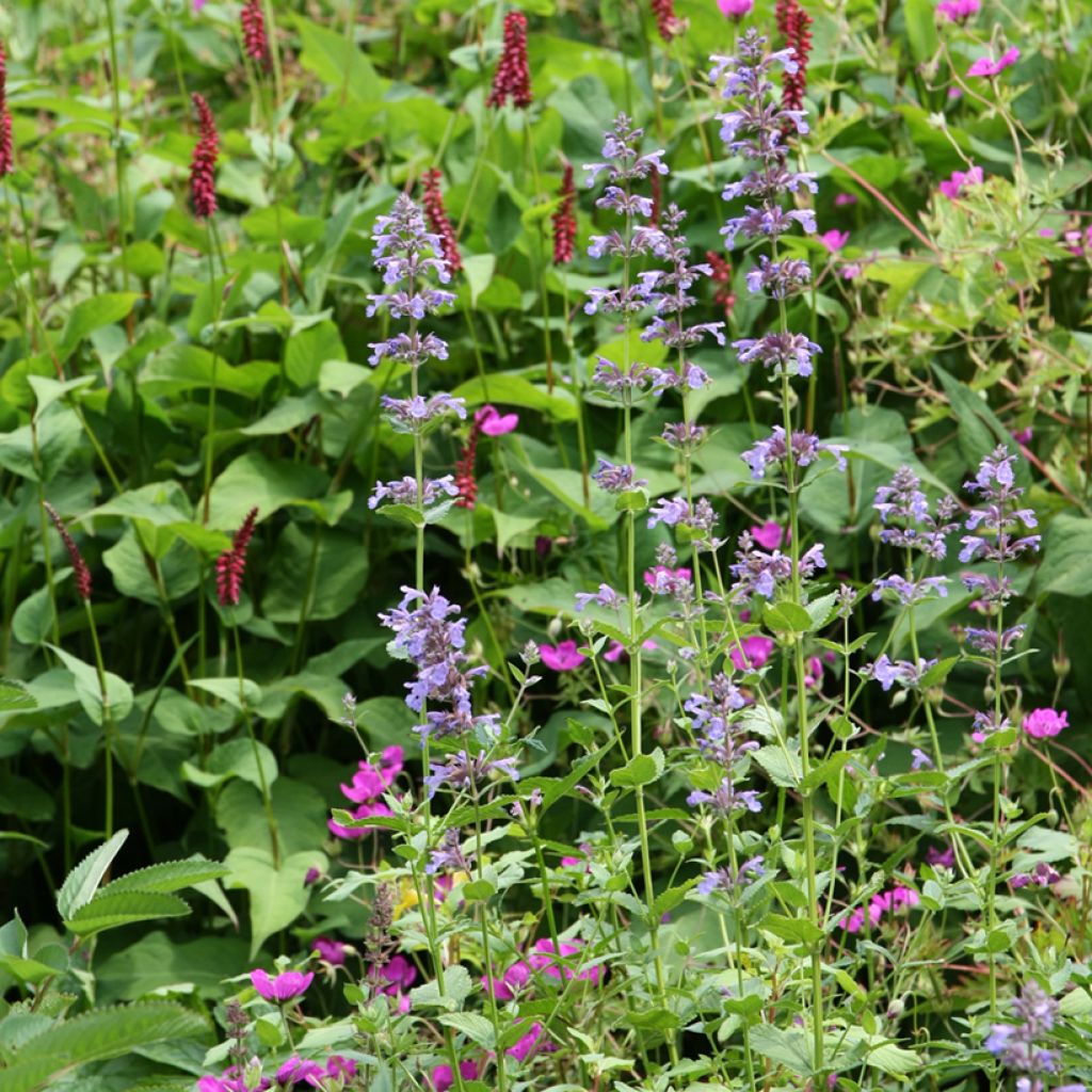 Komeakissanminttu - Nepeta subsessilis