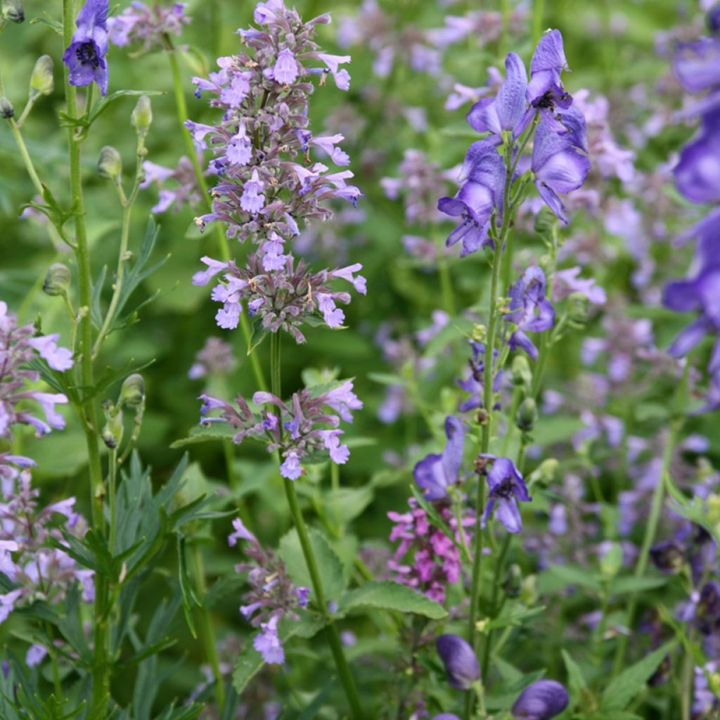 Komeakissanminttu - Nepeta subsessilis