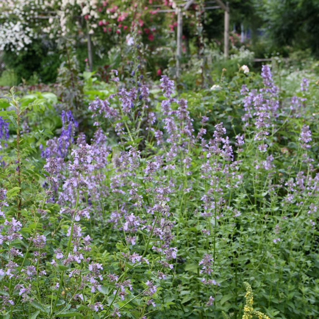 Komeakissanminttu - Nepeta subsessilis