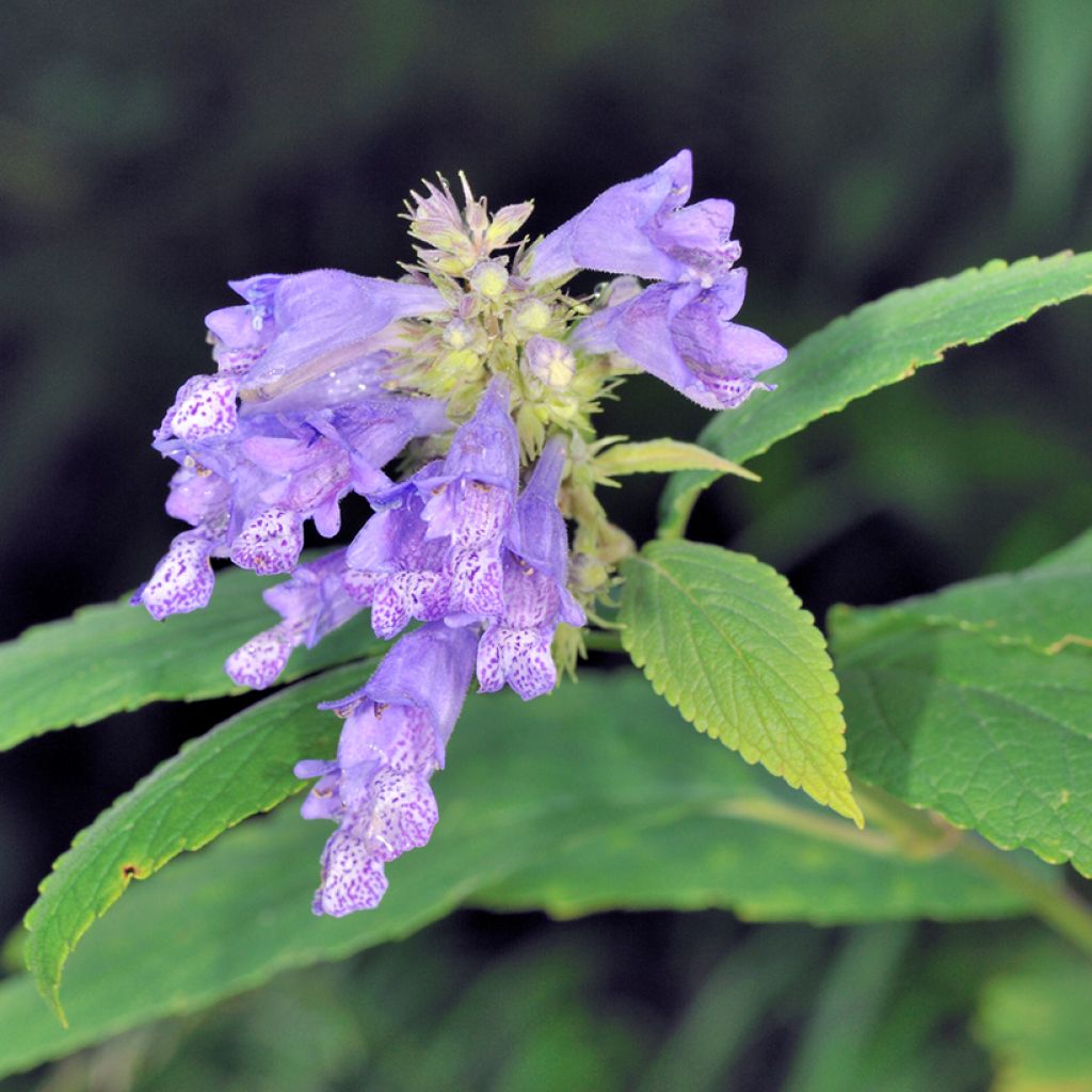 Komeakissanminttu - Nepeta subsessilis